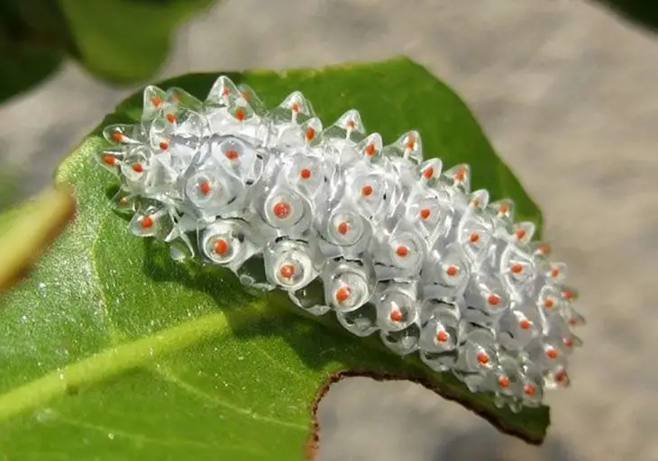 Glass Caterpillar 