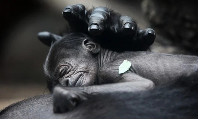 Gorilla And Her Mother