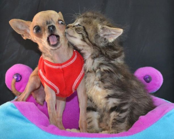 Kitten kissing puppy
