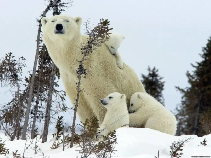 Mama Polar Bear and Her Cubs