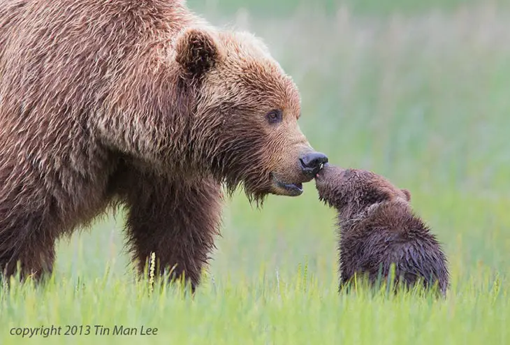  Mama grizzly bears and her little one