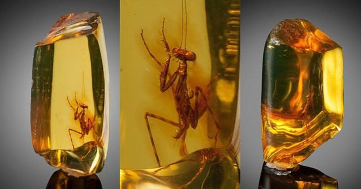 Mantis trapped in amber for 12 million years