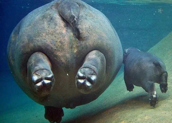 Mom and baby hippos 