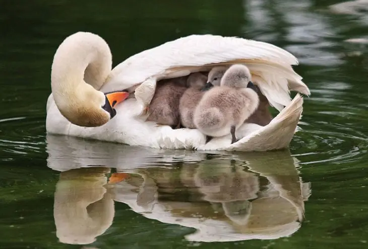 Mother Swan & Chicks
