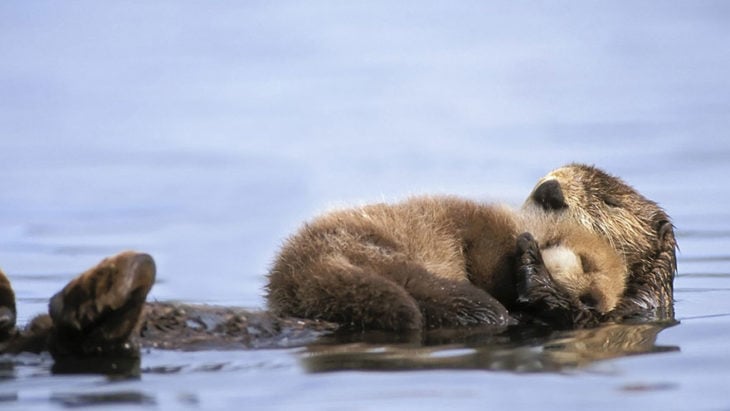 Mother otter and her calf
