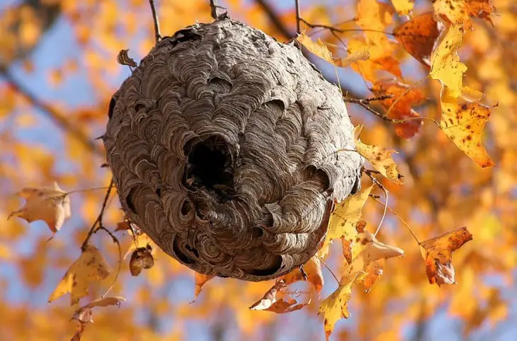 Multi-layered nest made of dry leaves