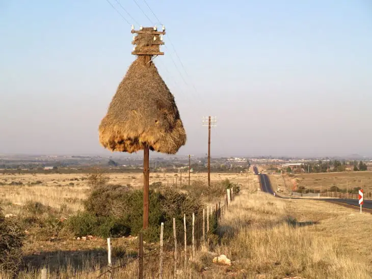 Nest made of straw on a pole at its top