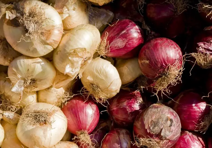 Onions of both types