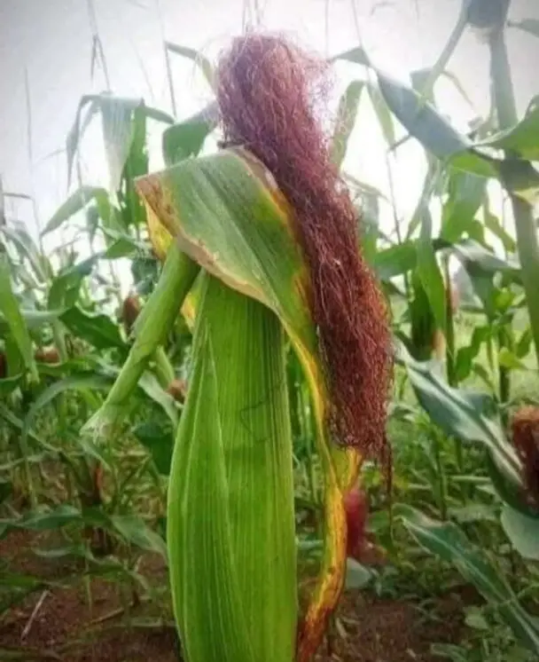 Optical Illusion Of The Lady In The Cornfield