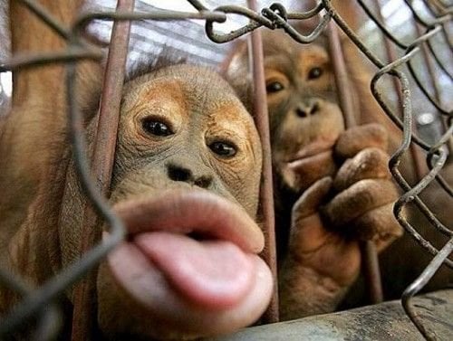 Orangutans sticking out their tongues