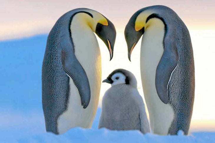 Penguin family 