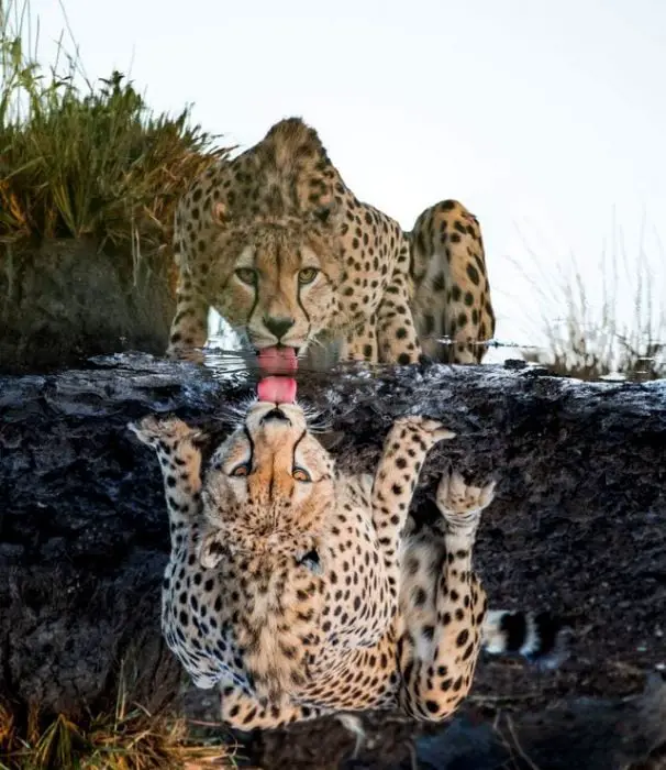 Perfect cheetah reflex 