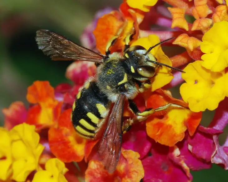 Photo of a bee on a colorful flower 