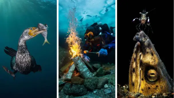 Photographs That Won The Best Underwater Capture Award