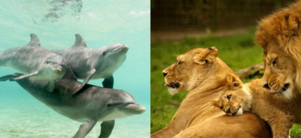 Photographs Of Showing Beautiful Animal Families