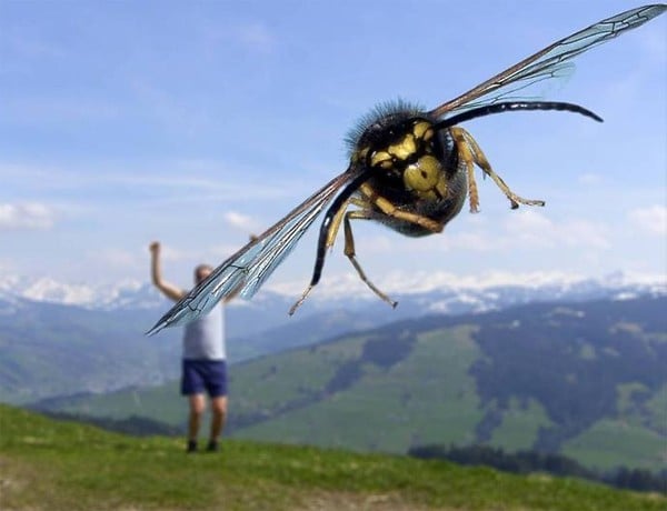 Photographs taken at the exact moment giant bee