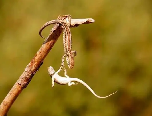 Photographs taken at the exact moment of hanging reptiles