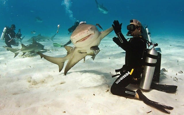 Photographs taken at the exact moment shark and diver chócala gimme cinco