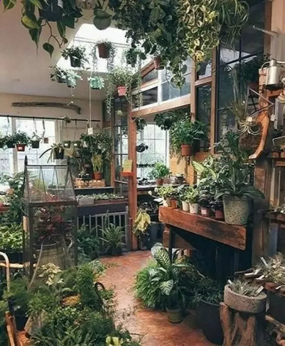 Plants to decorate your home