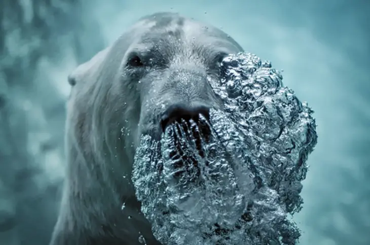 Polar bear exhaling underwater
