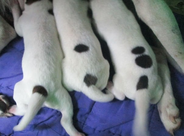 Puppies Spots
