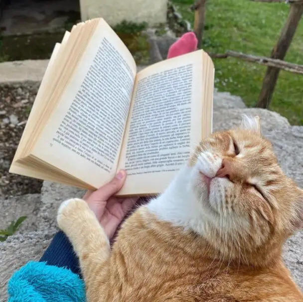 Reading When You Have A Curious Cat