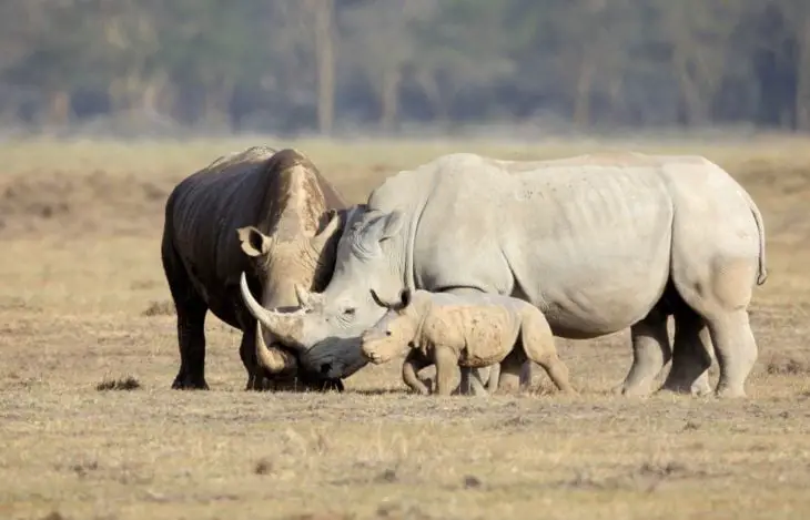 Rhino family 