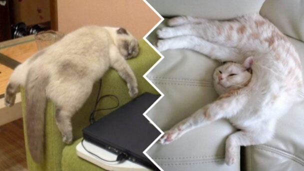 Sleeping Poses Every Cat Loves