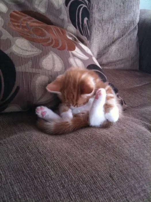 Sleeping kitten as a contortionist 