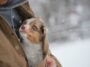 Snow Puppy Rescue