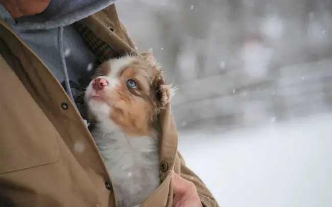 Snow Puppy Rescue