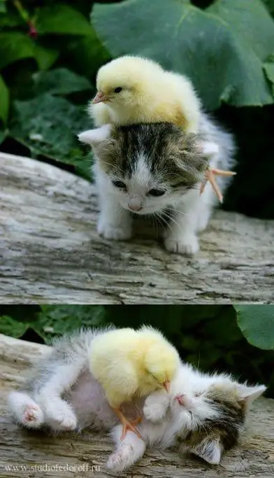 Soul friends this chick and kitten