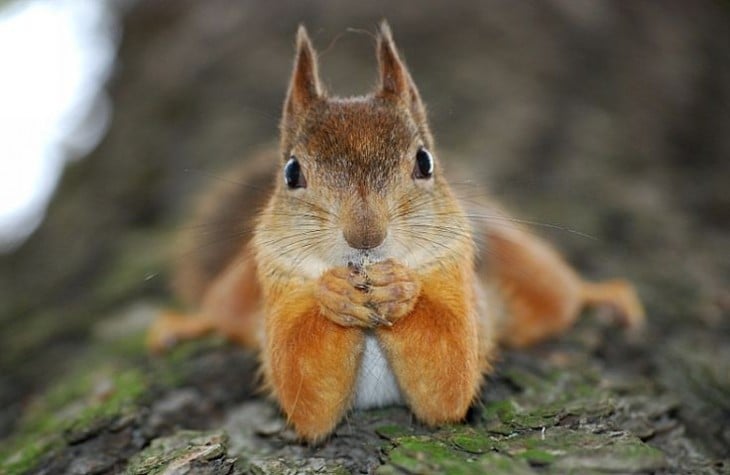 Squirrel clutching hands