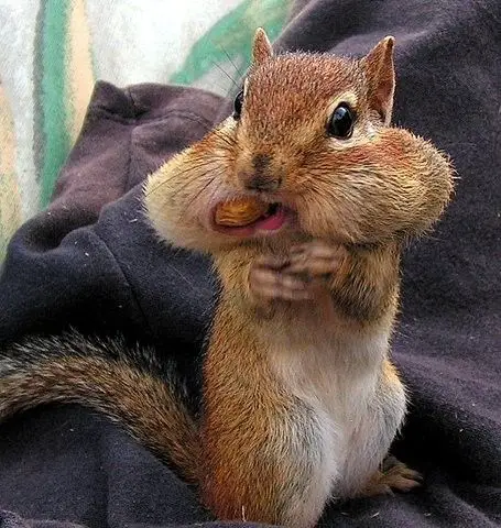 Squirrel with mouth full of nut eating