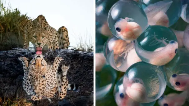 Stunning And Fascinating Wildlife Photographs