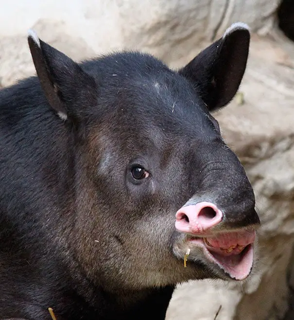 Tapir that moves the lips in a humorous way