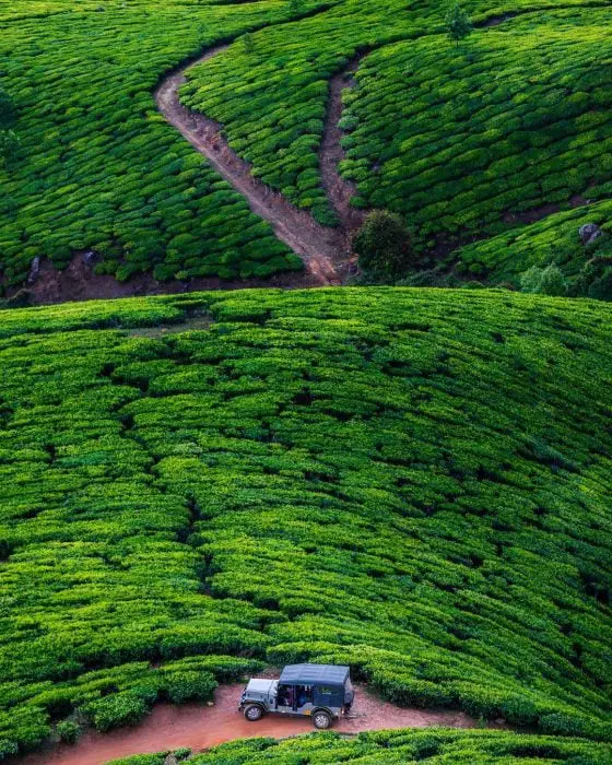 Tea Plantations, India