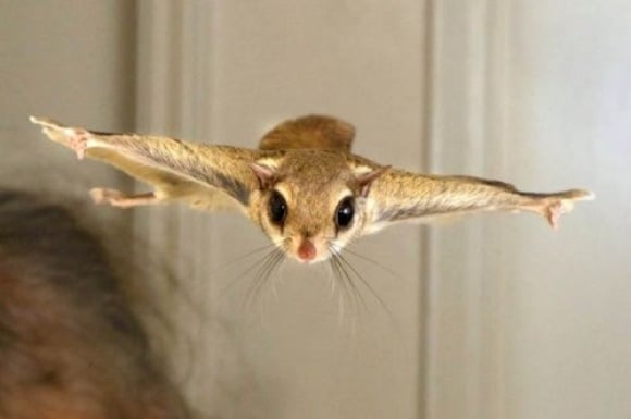 The Famous Flying Squirrel