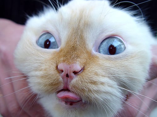 This cat's huge blue eyes