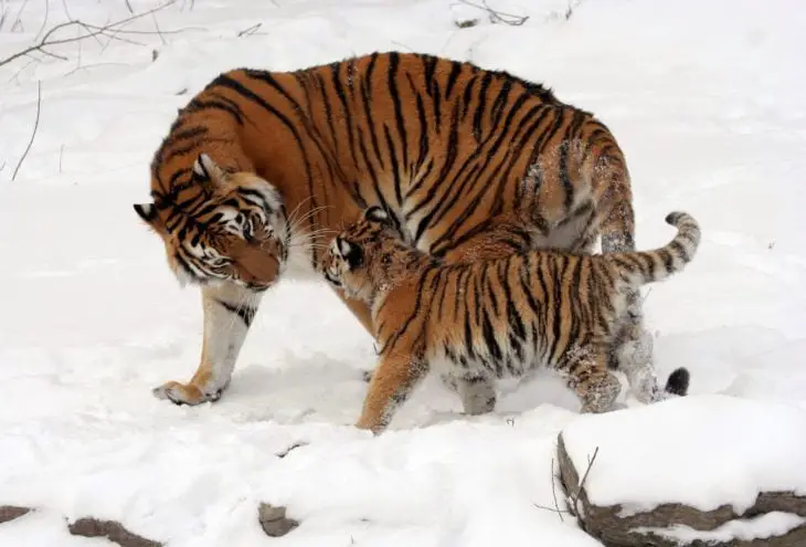 Tiger Mom and Son 