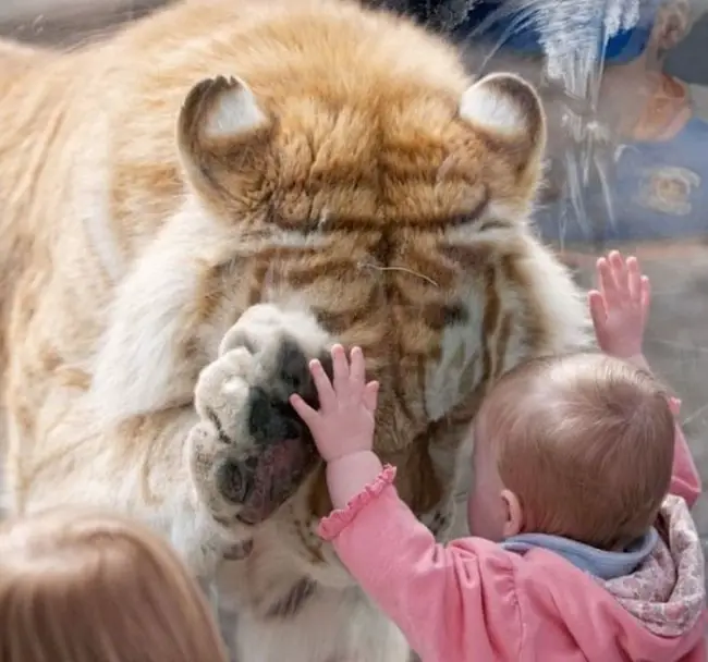 Tiger In Zoo And Baby Touching