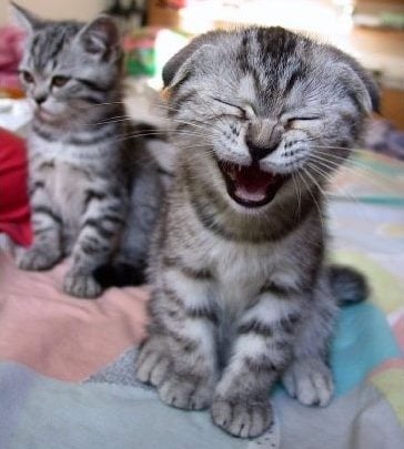 Two Smiling Kittens