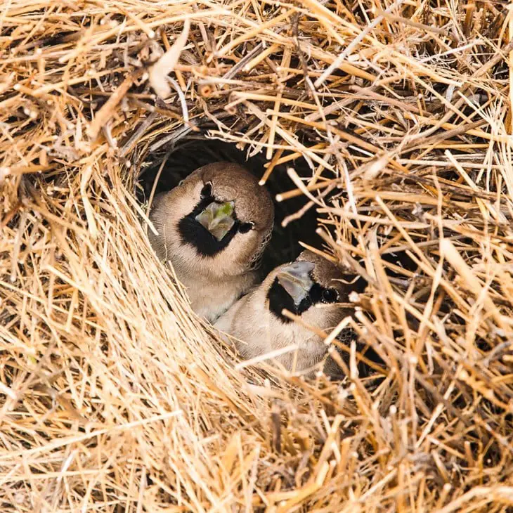 Two birds that can be seen through the hole of a nest
