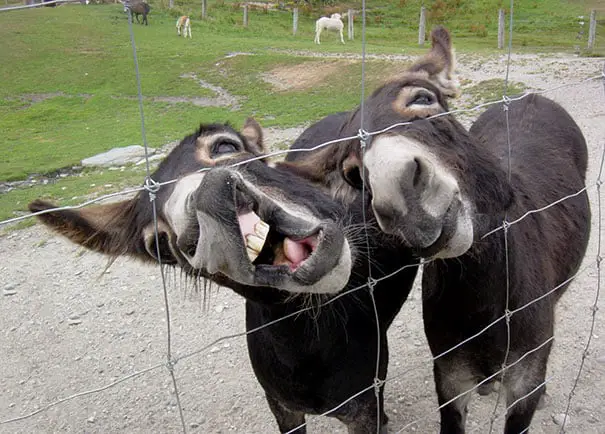 Two funny donkeys having fun