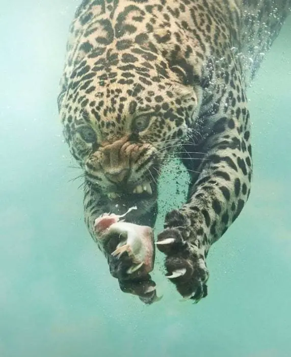 Underwater Leopard 