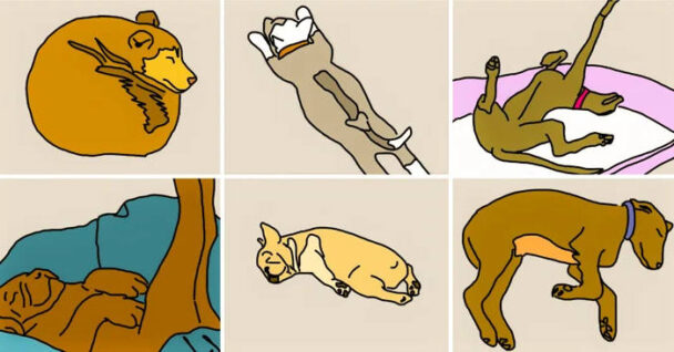 Ways Your Dog Sleeps
