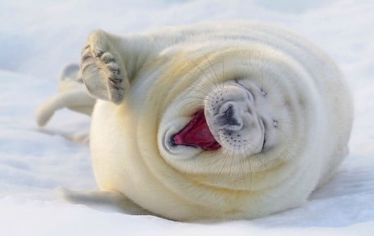 White Seal Yawning