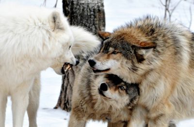 White And Grey Wolf War