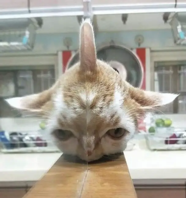 A Perfect Optical Illusion Of A Cat