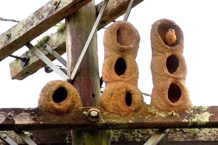 bird's nests that are a row with three holes